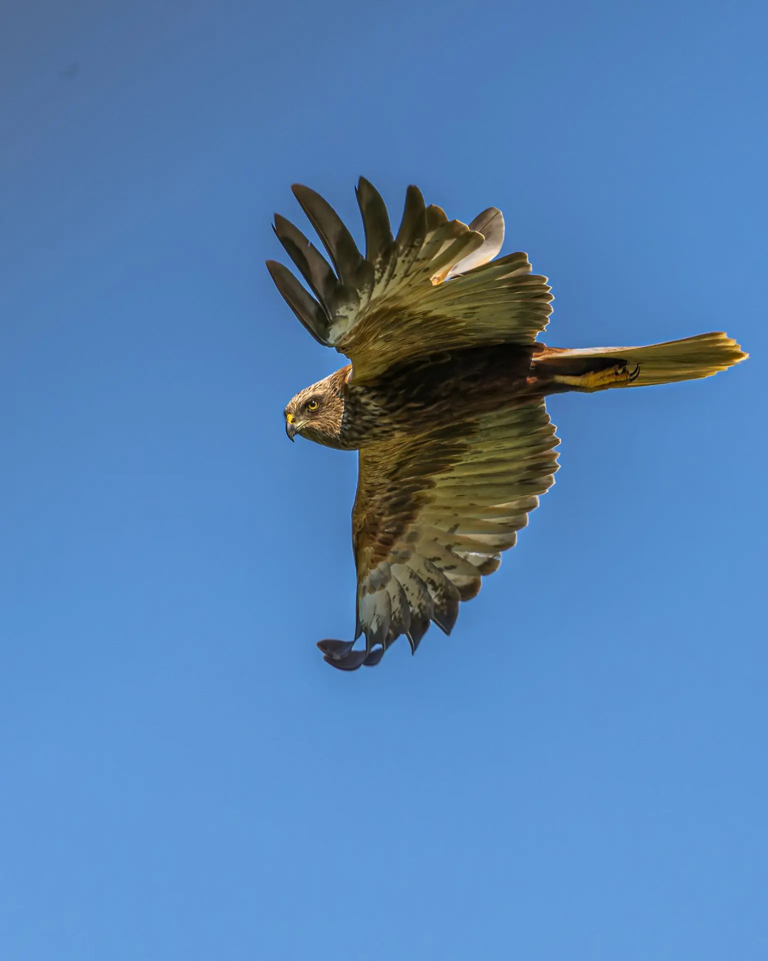 luminaire forme d'oiseau